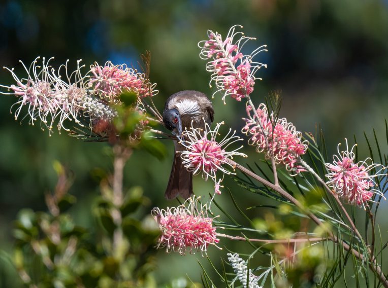 grevillea coconut ice 1