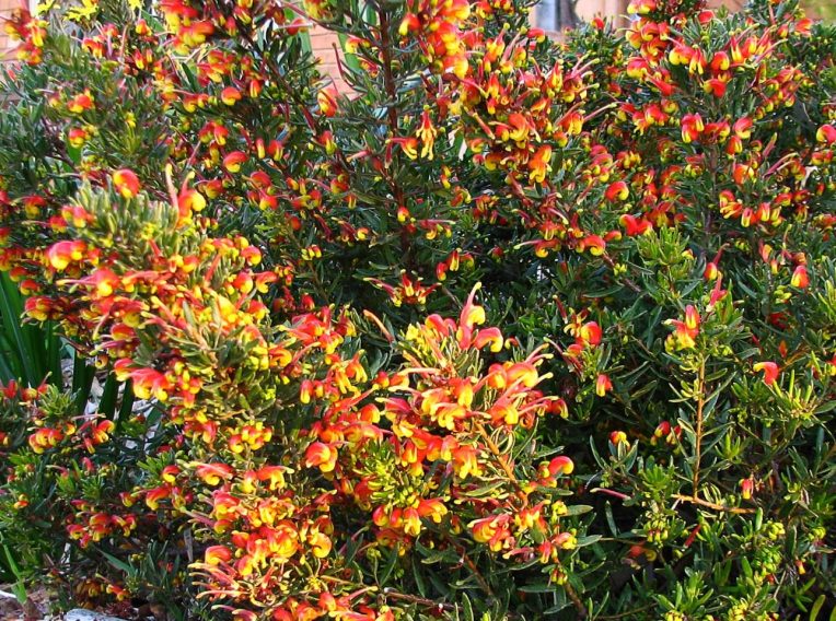 grevillea firecracker 3
