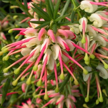 grevillea hills jubilee 2