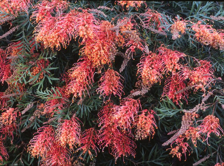 grevillea superb 1