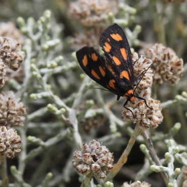 leucophyta brownii compact 3