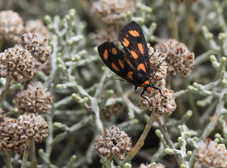 leucophyta brownii compact 3