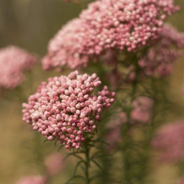 ozothamnus diosmifolia red gingham 1