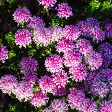pimelea ferruginea magenta mist 3