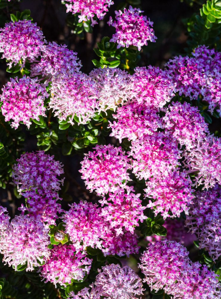 pimelea ferruginea magenta mist 3
