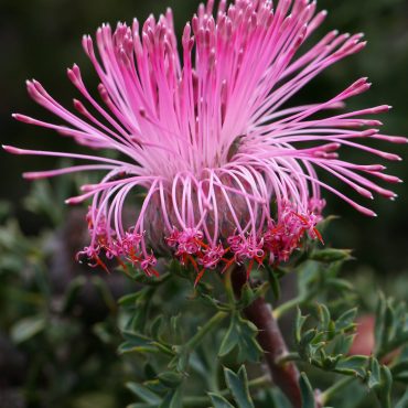 rose cone flower isopogon dubius 2