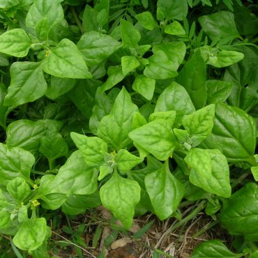 tetragonia tetragoniodes 1