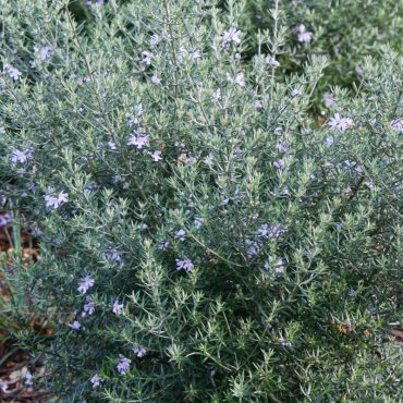 westringia fruticose jervis gem 2