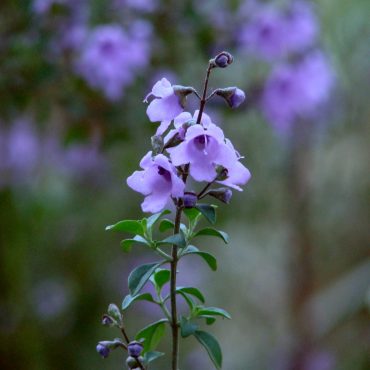 prostanthera rotundifolia 1