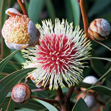hakea laurina 1