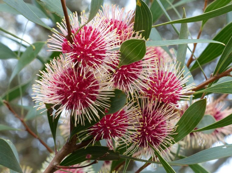 hakea laurina 2