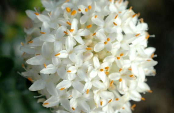 pimelea ferruginea alba 2