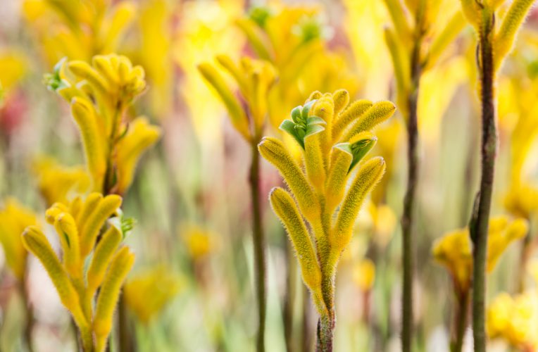 red rocks 111 anigozanthos bush gold
