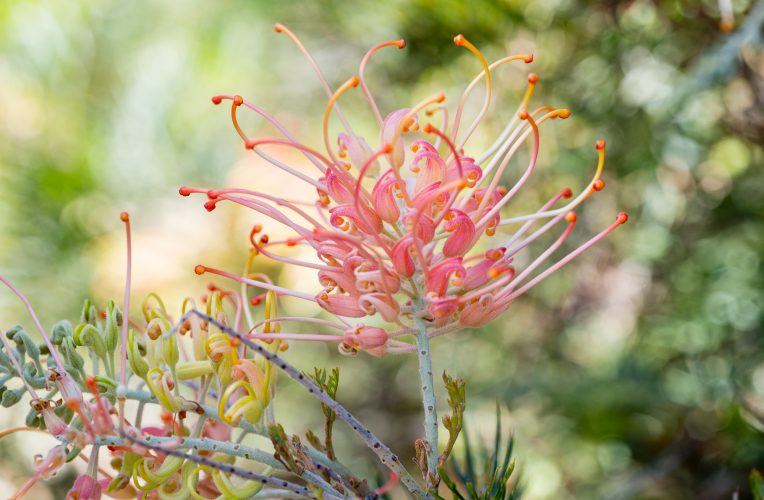 red rocks 273 grevillea x peaches and cream