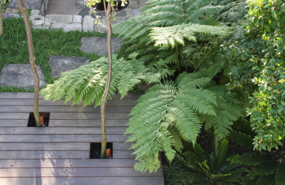cyathea 003 scaled