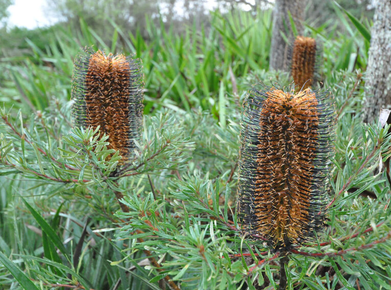 banksia spinulosa ‘black magic’ 2