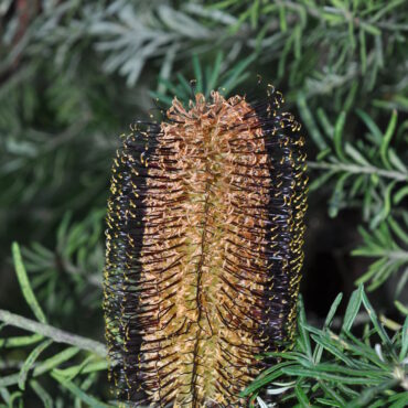 banksia spinulosa ‘black magic’ 3