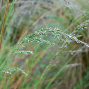 coastal tussock grass poa poiformis 3