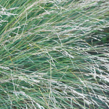 common tussock grass poa labillardieri 1