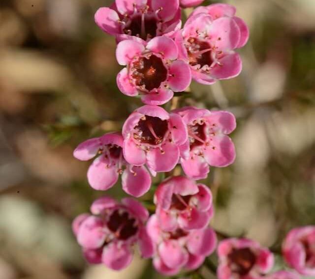 geraldton wax chamelaucium uncinatum ‘raspberry ripple’ pbr 1