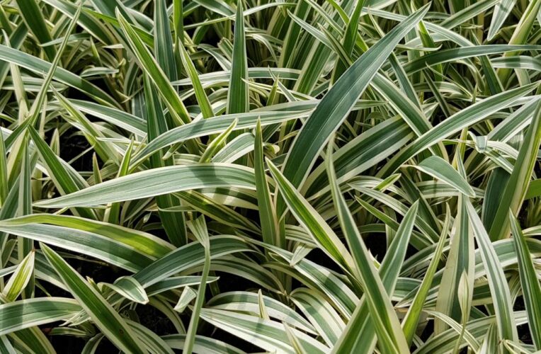 native flax dianella ‘silver streak’ 5