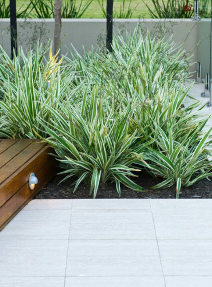 native flax dianella ‘silver streak’ 8