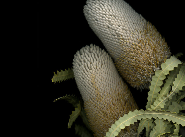 banksia flowers banksia sp