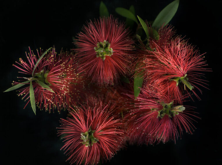 bottlebrush calistermon rigidis