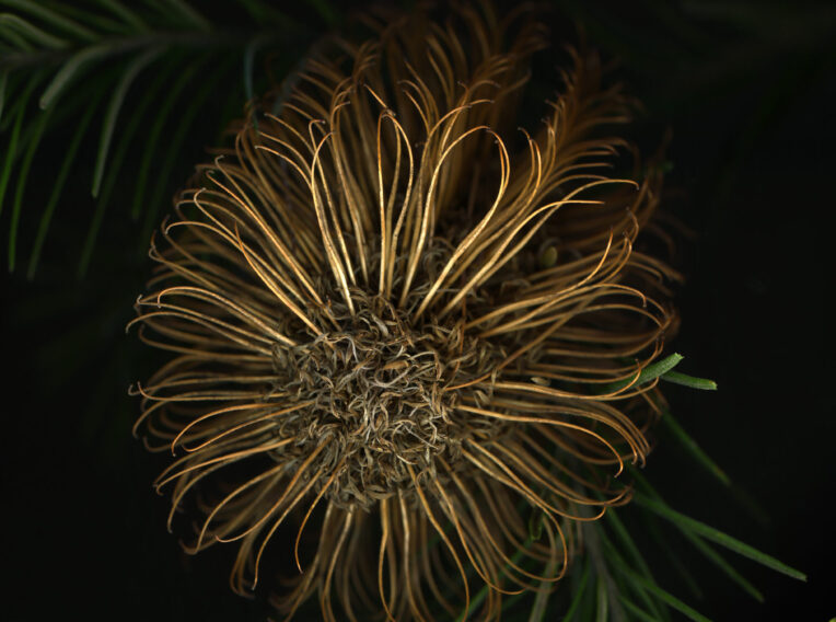 hairpin banksia banksia spinulosa