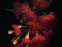 red flowering gum eucalyptus ficifolia