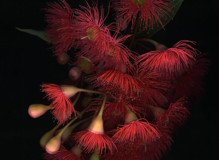 red flowering gum eucalyptus ficifolia