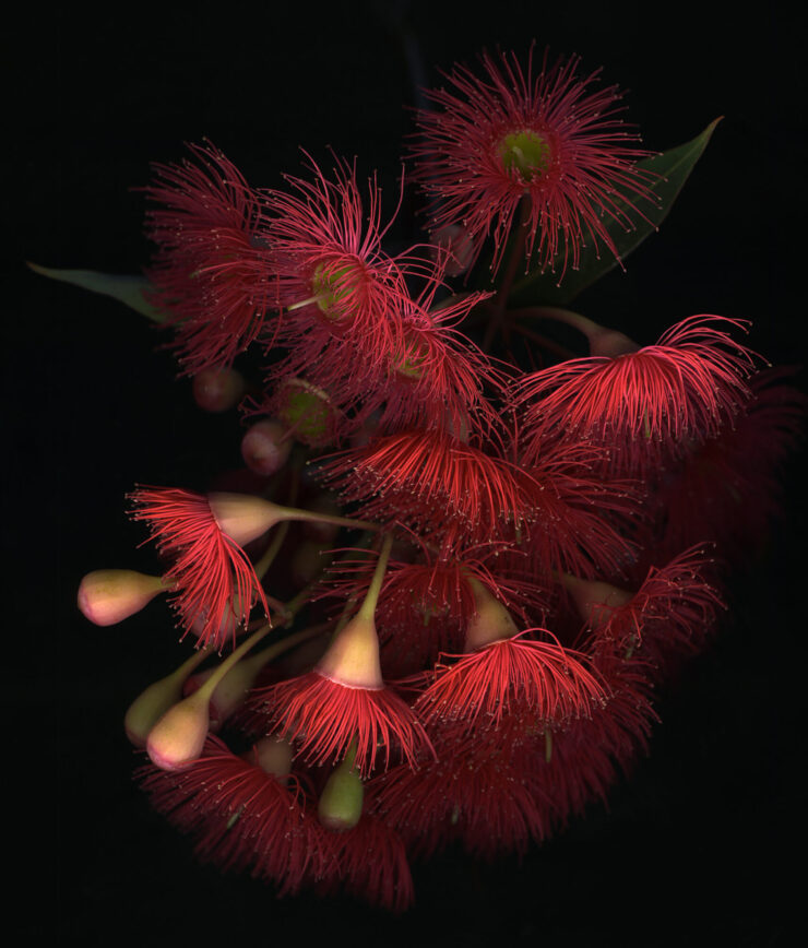 red flowering gum eucalyptus ficifolia