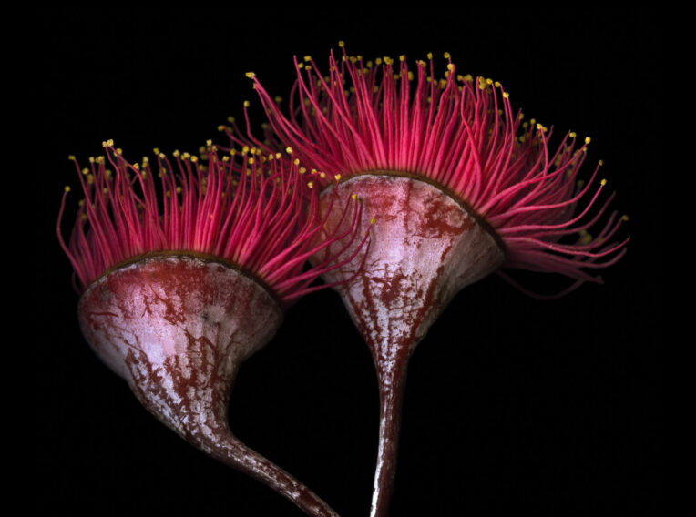 silver princess gum flowers eucalyptus caesia