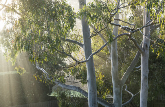 home garden 2