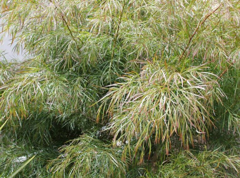 acacia cognata ‘burgundy cascade 1