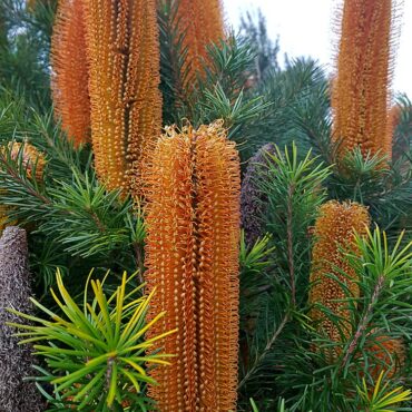 banksia ericifolia x spinulosa ‘giant candles 2