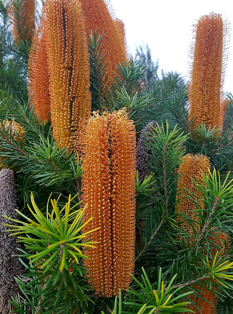 banksia ericifolia x spinulosa ‘giant candles 2