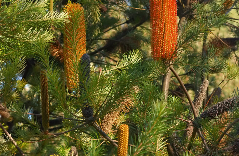 banksia giant candles