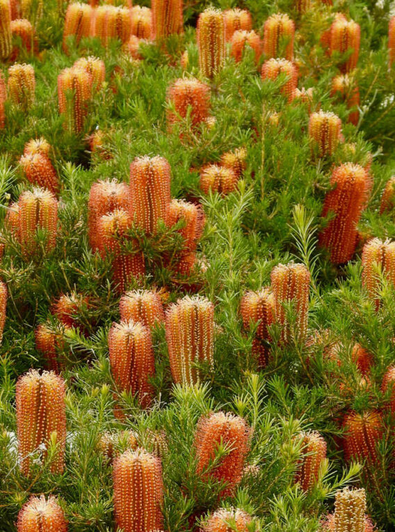 banksia spinulosa ‘dwarf red 1