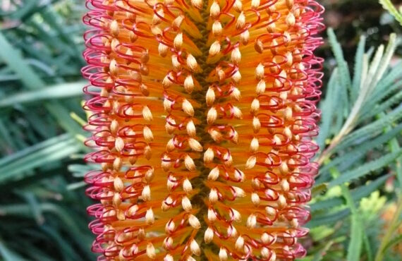 banksia spinulosa ‘dwarf red 2