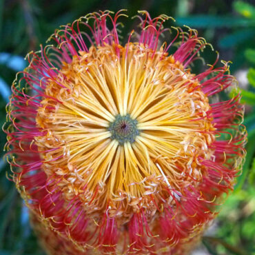 banksia spinulosa ‘dwarf red 3