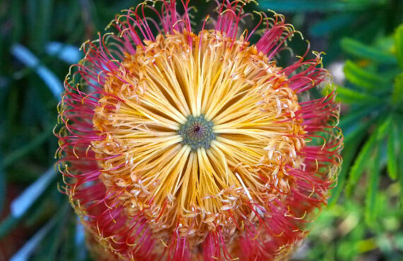 banksia spinulosa ‘dwarf red 3