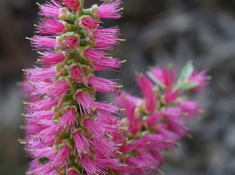 callistemon viminalis ‘pink alma 1 1