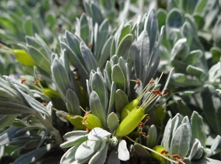 eremophila glabra ‘silver ball2