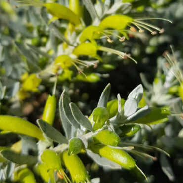 eremophila glabra ‘silver ball5
