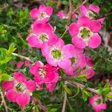 leptostpermum ‘piccolo 4