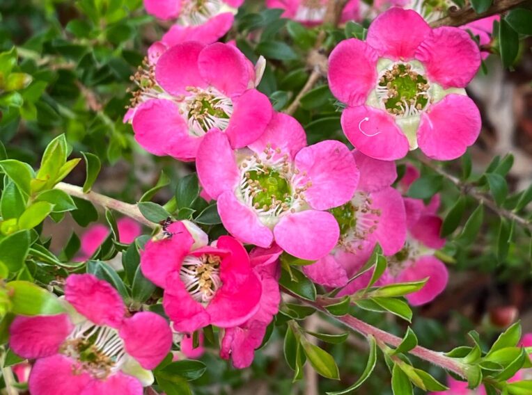 leptostpermum ‘piccolo 4