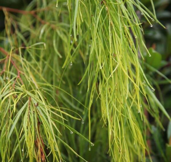 acacia cognata lime magik 2