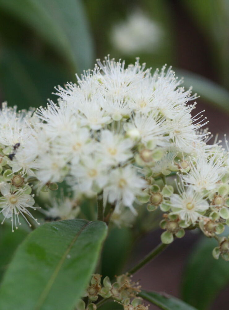 backhousia citriodora lemon myrtle 1