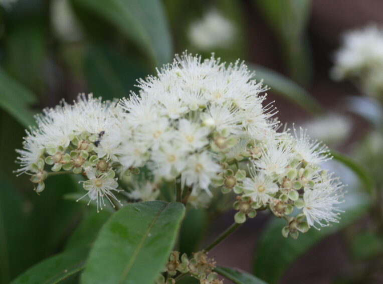 backhousia citriodora lemon myrtle 1